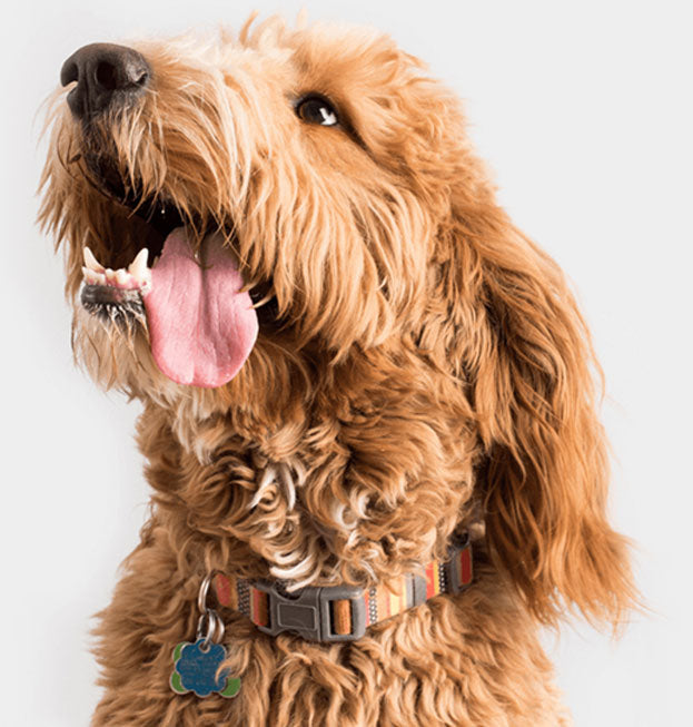 Dog Image